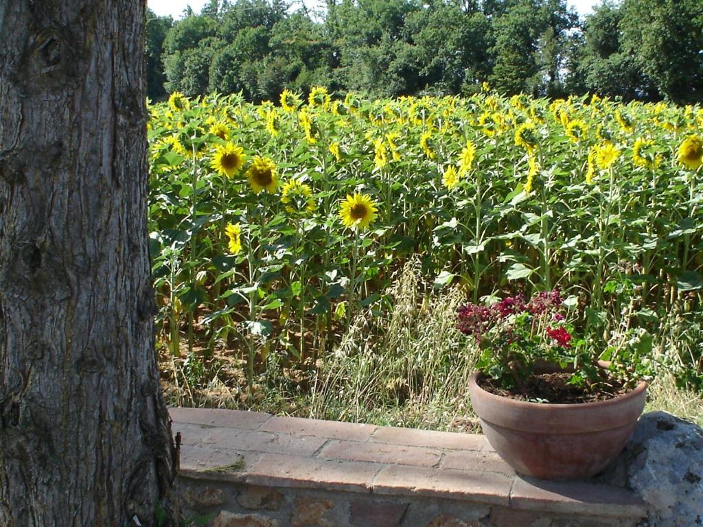 Casale Il Colombaio Di Toiano Pension Valli Kamer foto